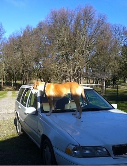 ... but the cats do it!