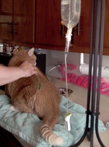 giving_subcutaneous_fluids_to_a_cat