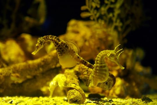 พานิทานไปเที่ยวสยามโอเชียนเวิลด์