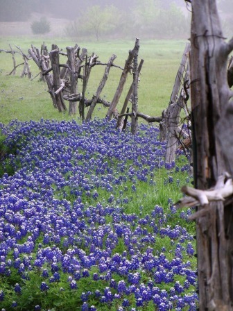 Texas bluebonnets