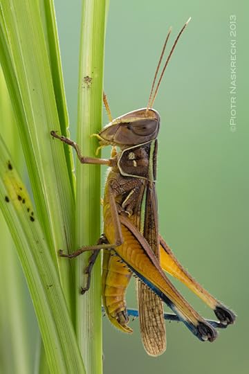 A male Cataloipus cognatus munching on grass. [Canon 6D, Canon 100mm macro, 3 x Canon 580EXII]