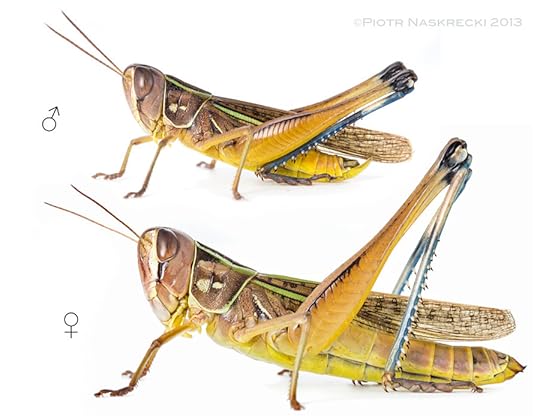 Females of C. cognatus are much larger than the males; they are also completely silent, whereas males produce a loud mandibular stridulation. [Canon 6D, Canon 100mm macro, 3 x Canon 580EXII]