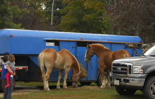 ready for the horse pull