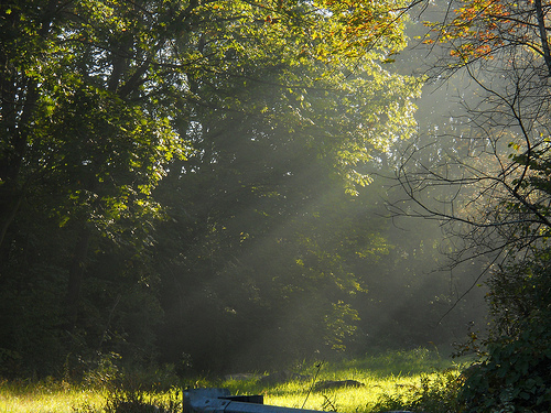 morning sun