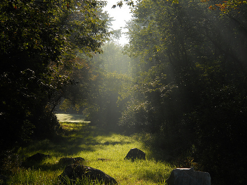 morning sun
