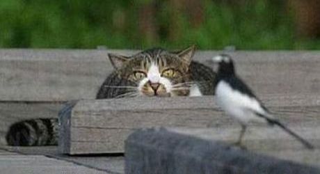 Cat Hunting Bird
