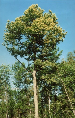 One of the few surviving American chestnuts, located in Maine. Photo courtesy of William Powell