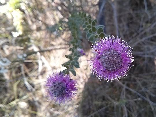 Redirecting anchor links