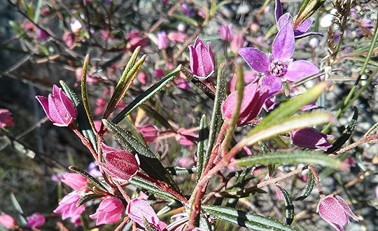 Early spring flowers in the Australian bush