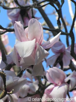 1.Magnolia cambellii