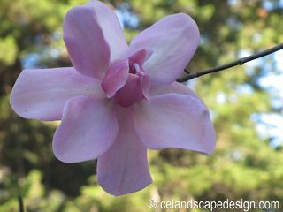 Magnolia cambellii close up