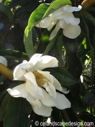 Magnolia cambellii 'Strybing White'