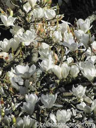 Magnolia doltsopa