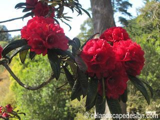 1.Rhododendron 'Fred Cummings'