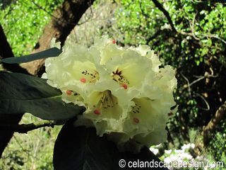 Rhododendron macabeanum