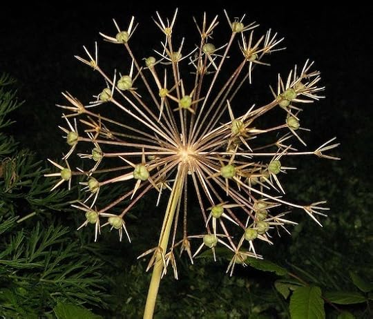 Flower fireworks