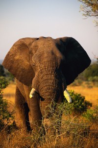 Elephant