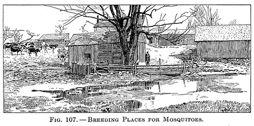 Mosquito Breeding Grounds