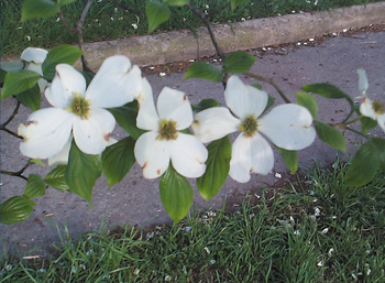 Screen shot 2013-08-08 at 10.15.34 AM