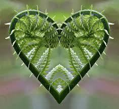 carla klouda fern heart