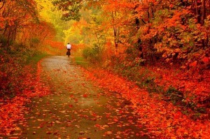 Fall Bike Woods