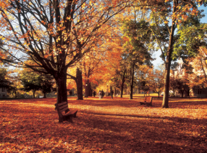 Kenyon Autumn
