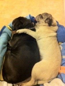 dogs