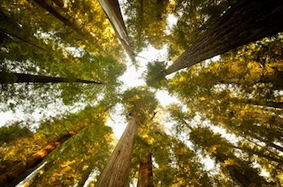 sequoias