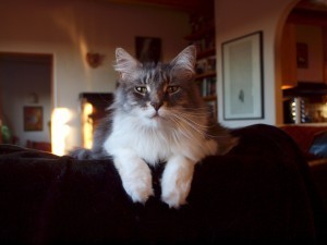 Isabel 1_22_13
