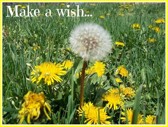 Make a wish on a dandelion seed poster picture photo
