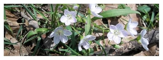 Spring Header Wildflower picture image photo for Facebook or Google+