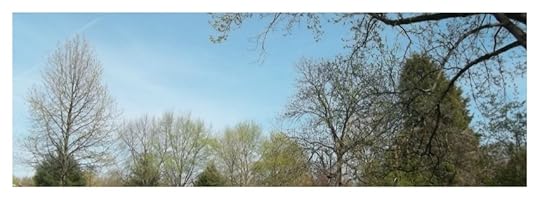 First signs of Spring Leaves on Trees for Facebook or Google+ header photo foto