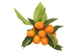 kumquats