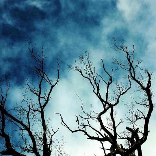 Black cockatoos high in the trees.