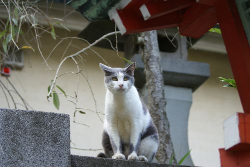Enoshima cat 1