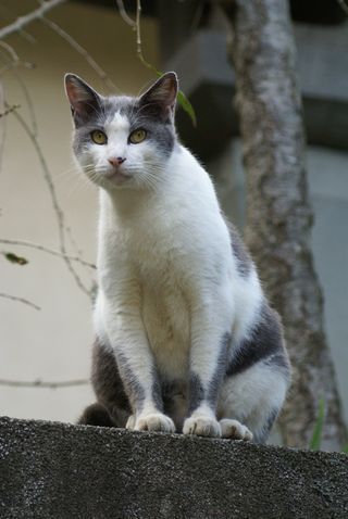 Enoshima cat 2