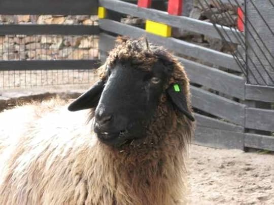 Sheep-Karakul_6971