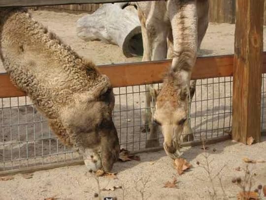 Camels_6968