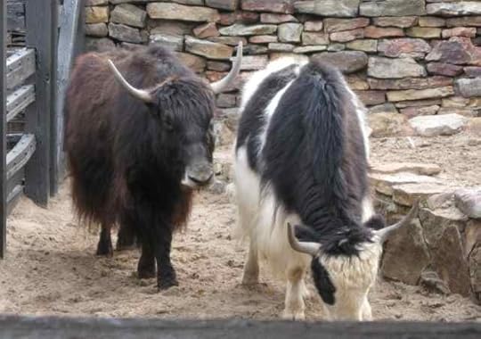 Yaks_6996