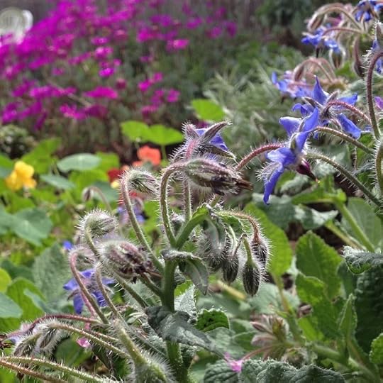 borage
