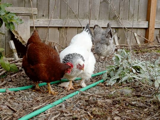 winter-chickens