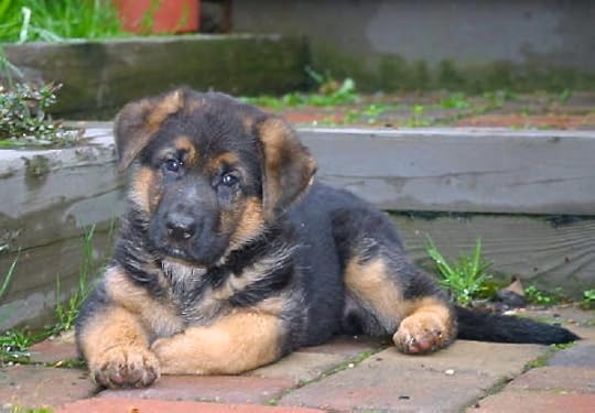 Solo at Six Weeks