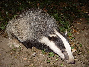 English: Young Eurasian Badger (Meles Meles) E...