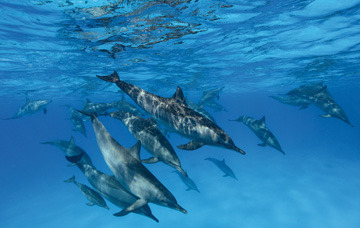 samadai-vision-3_799c9_lg