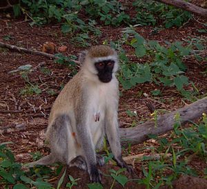 Vervet Monkey