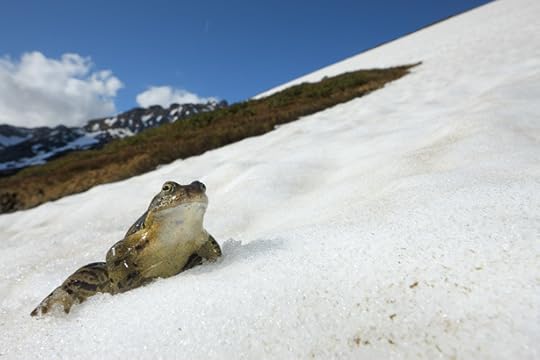 alps-snow-frogs-615