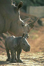 Rhinos