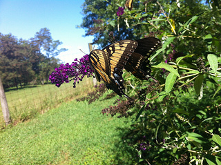 Butterflies