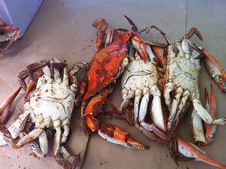Crabs