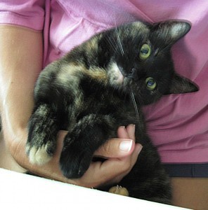 lap_cat